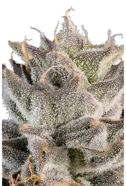 Prezzure - 420Strainz