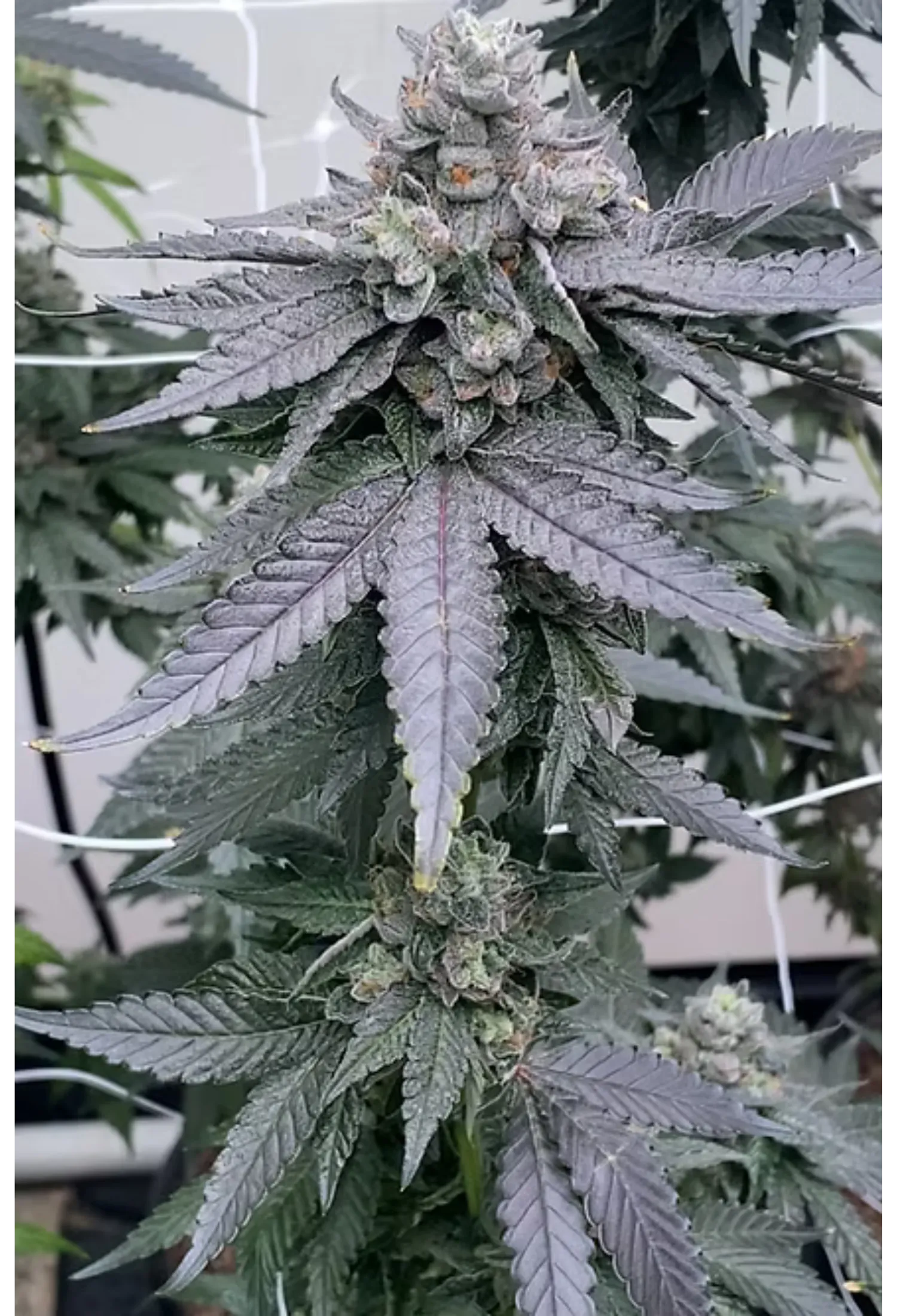 Prezzure - 420Strainz
