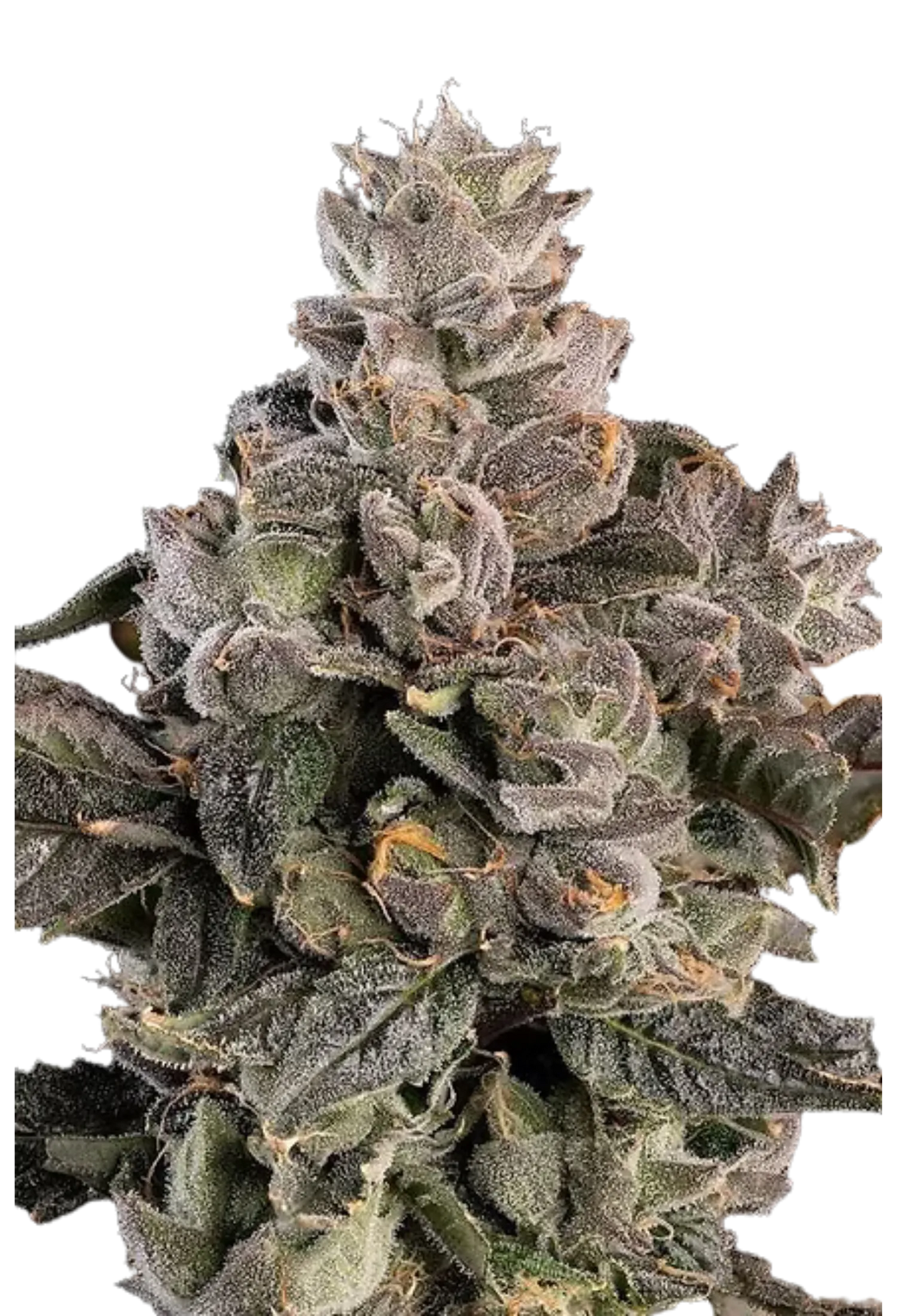 Prezzure - 420Strainz