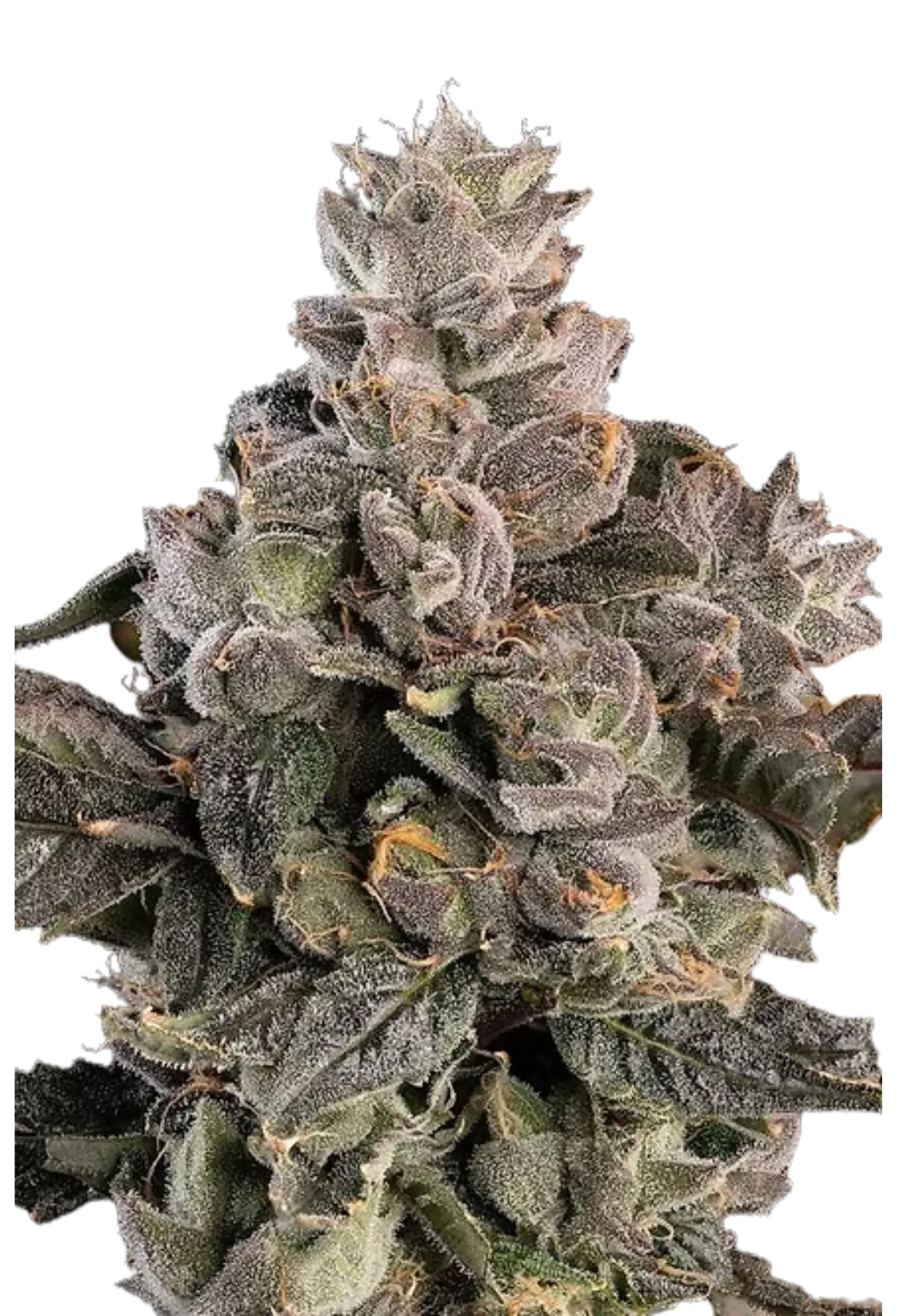 Prezzure - 420Strainz
