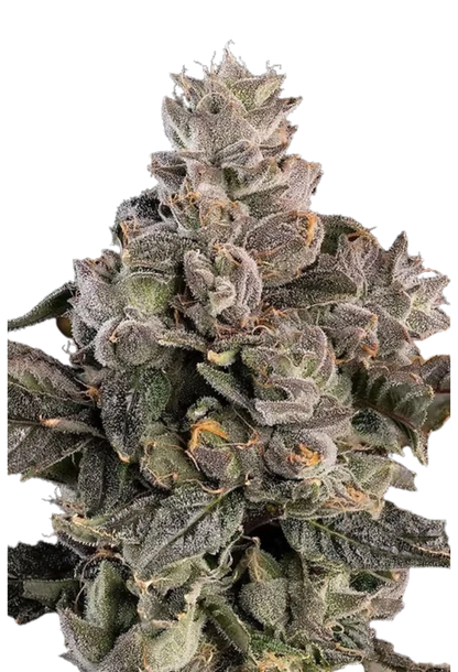 Prezzure - 420Strainz