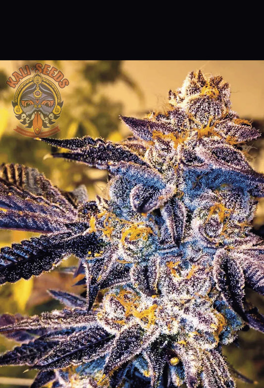 Purple_Grape_Cookies als Beispiel für die Entwicklung aus Samen