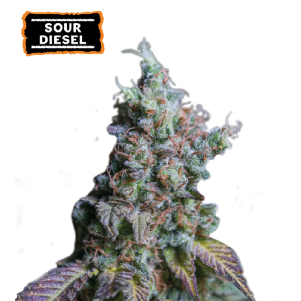 Sour Diesel Auto Hanfsamen - 420Strainz