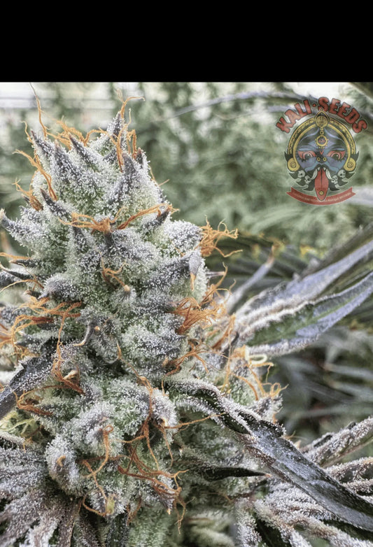 Sour_Flower_x_Funky_Charms als Beispiel für die Entwicklung aus Samen