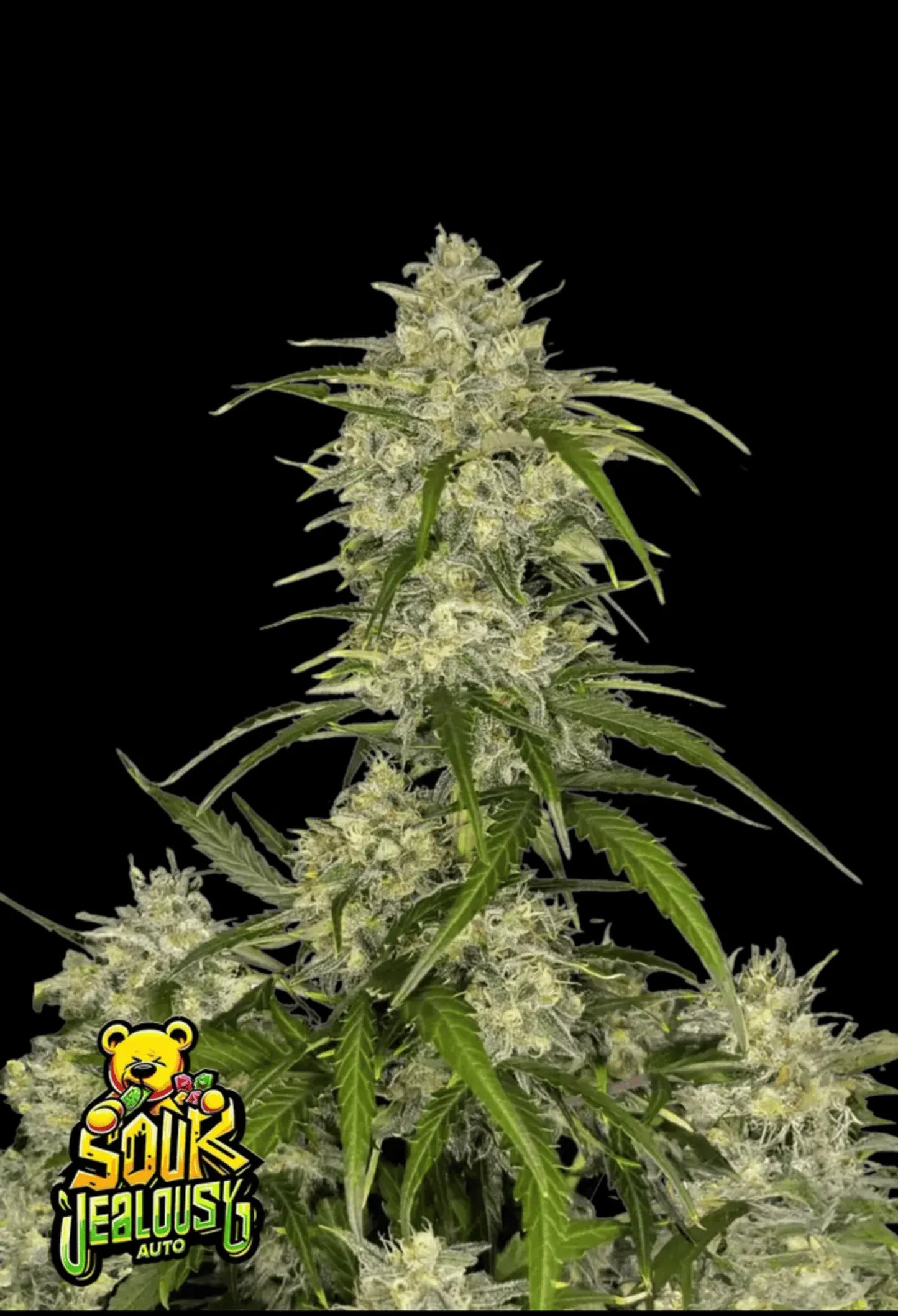 420Fastbuds Sour Jealousy Cannabispflanze mit sauren Fruchtnoten und glänzenden Buds – kraftvolle Neuinterpretation aus Autoflowering-Samen