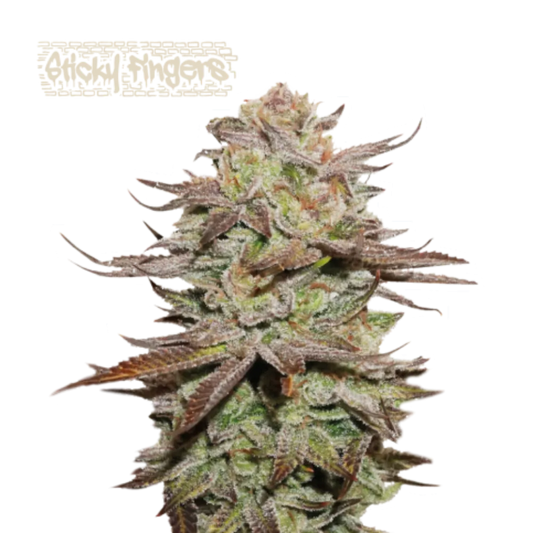 Sticky Fingers Auto Hanfsamen - 420Strainz