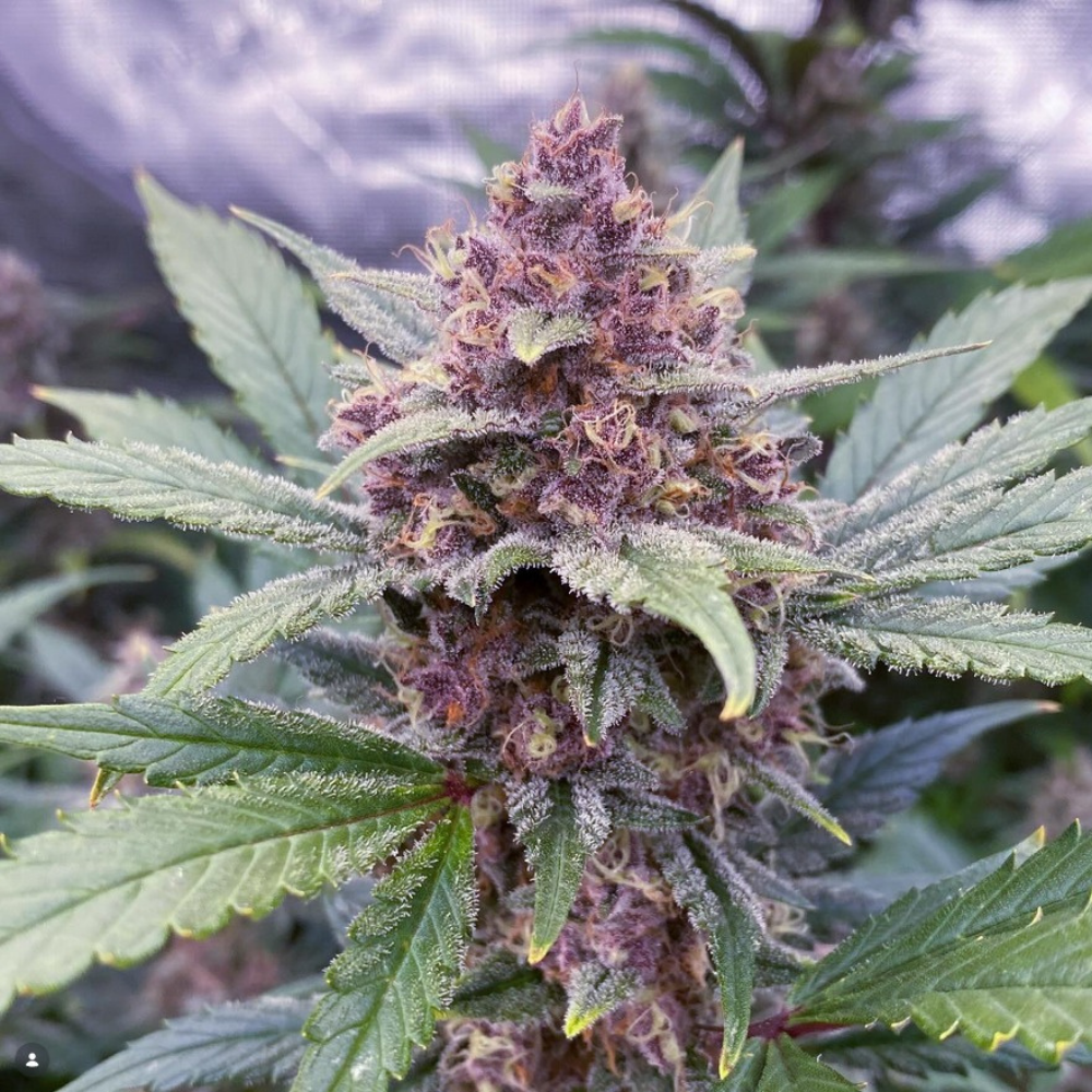 Sundae Thumper x G Auto 3+1