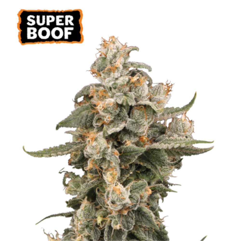 Super Boof Auto Hanfsamen - 420Strainz