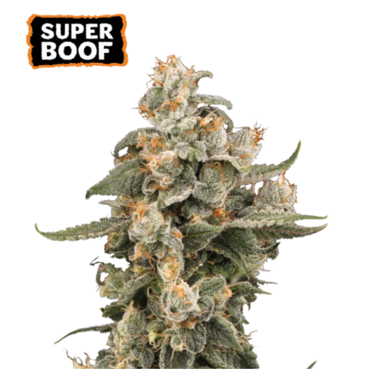 Super Boof Auto Hanfsamen