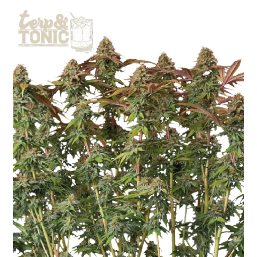 Terp & Tonic Auto Hanfsamen - 420Strainz
