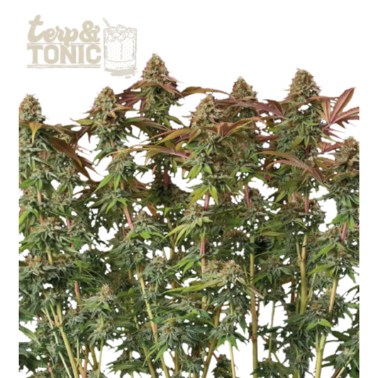 Terp & Tonic Auto Hanfsamen - 420Strainz
