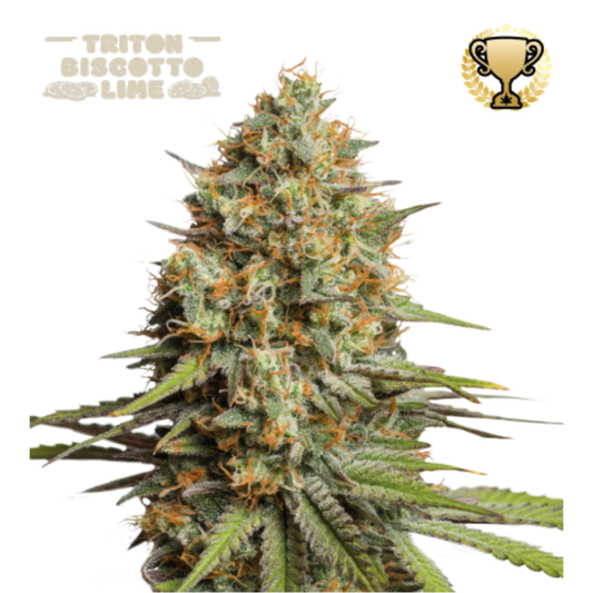 Triton Biscotto Lime Auto Hanfsamen - 420Strainz