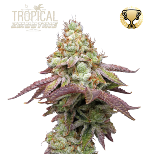 Tropical Zmoothie Hanfsamen - 420Strainz