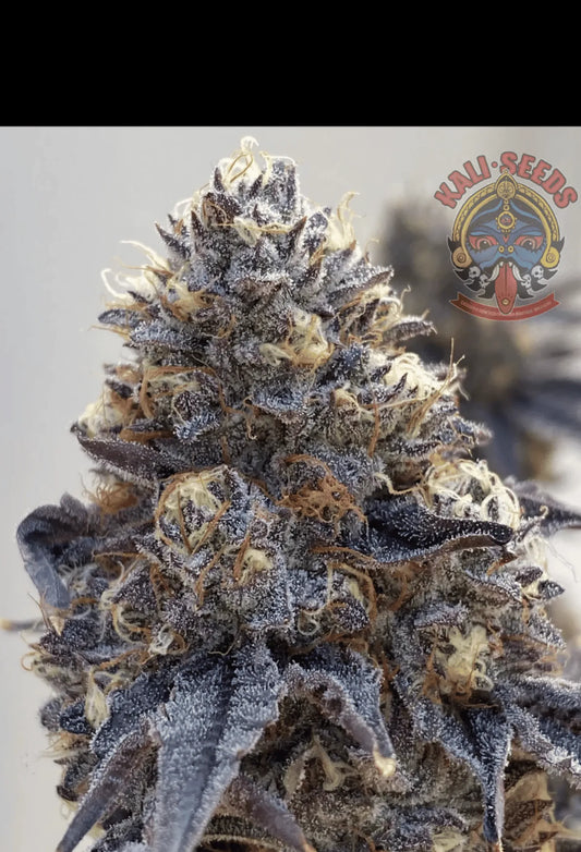 Tropical_Gelato_x_Dutch_Gardener als Beispiel für die Entwicklung aus Samen