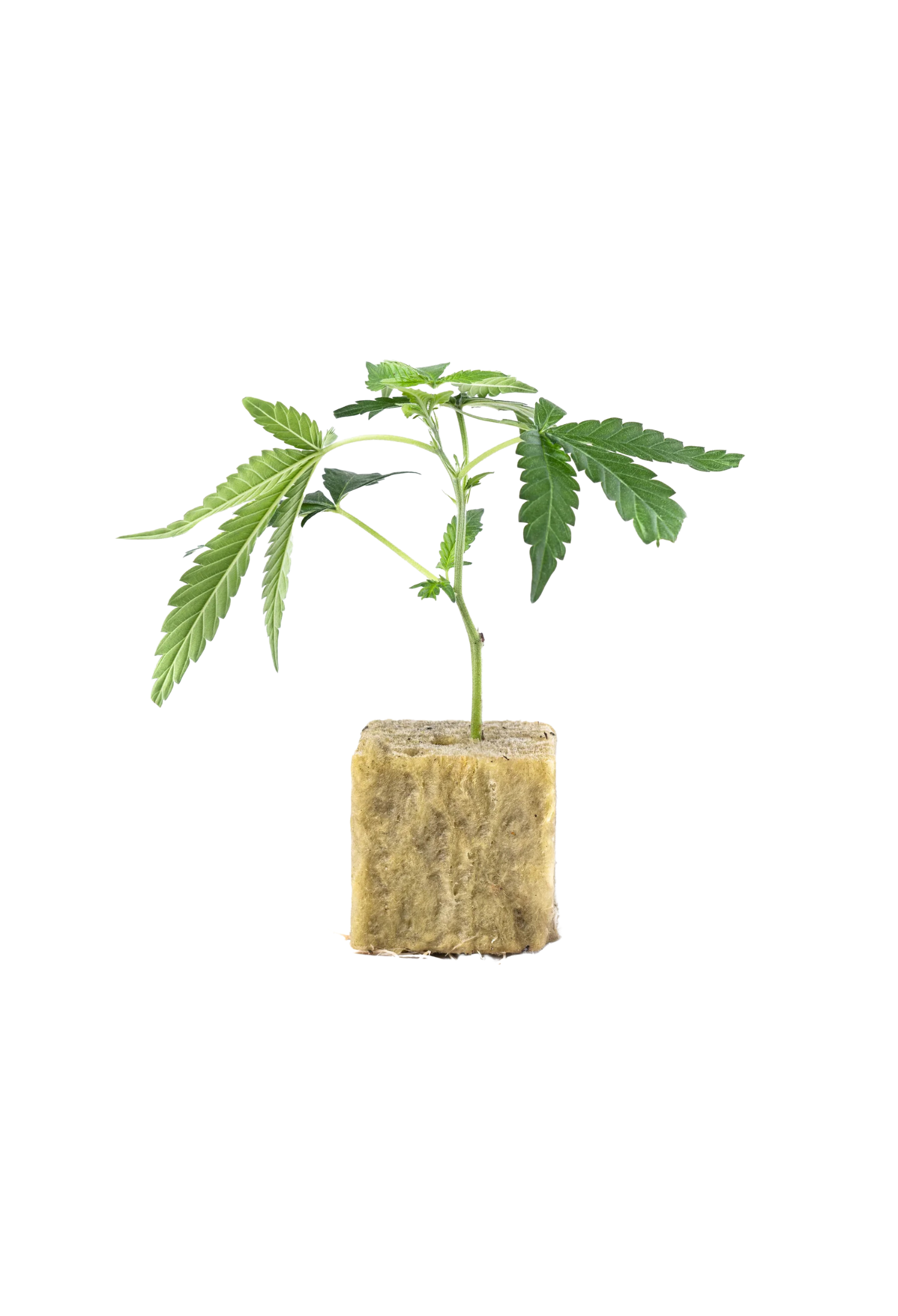Blue Sun - 420Strainz