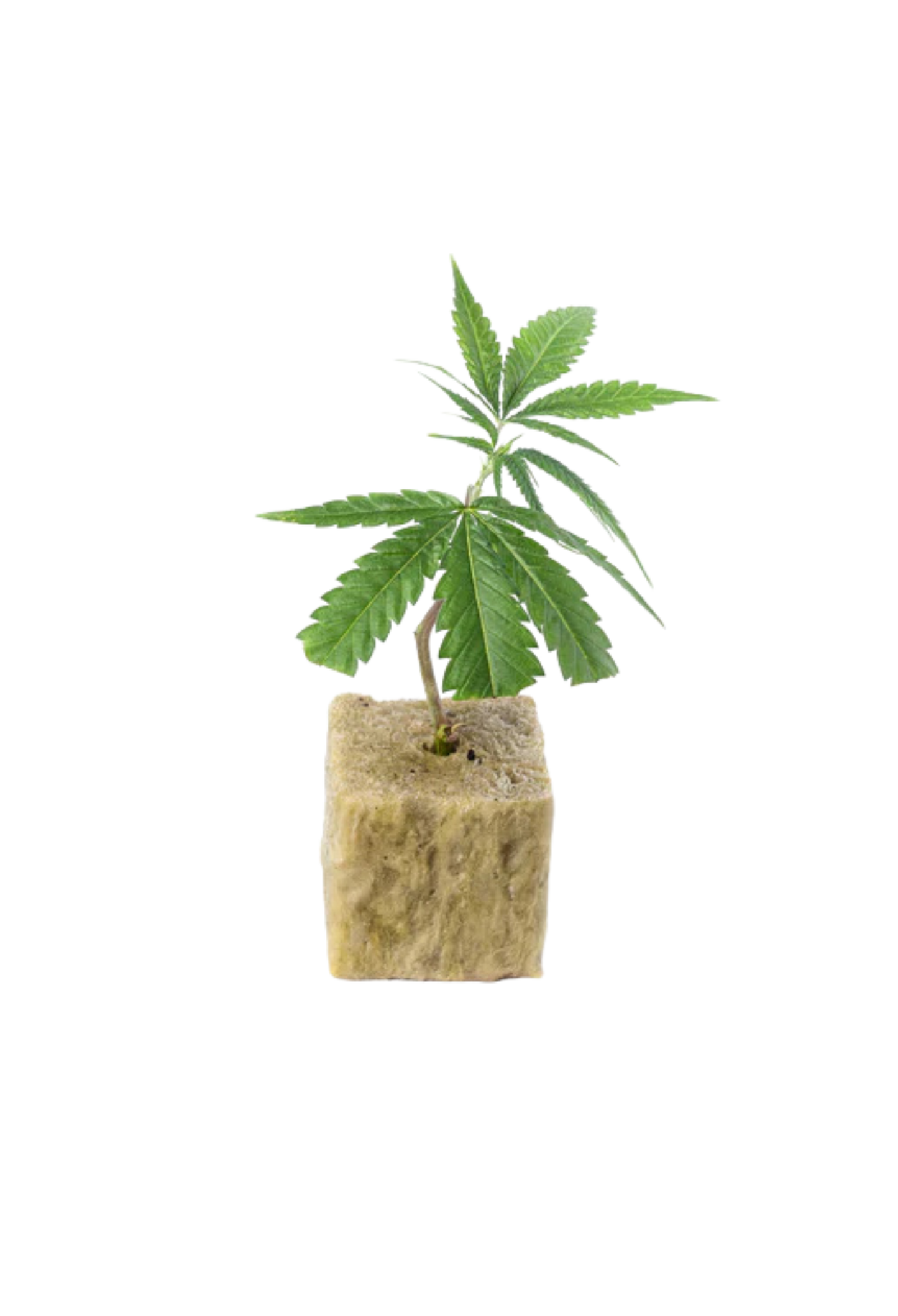 Butterfog - 420Strainz