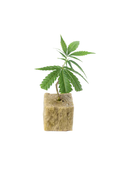 Butterfog - 420Strainz