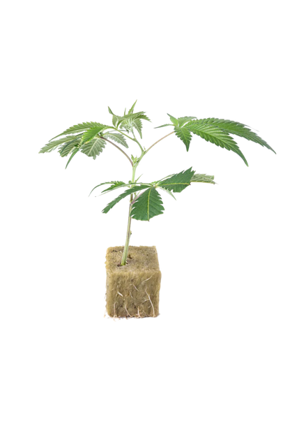 PCG Cookies x Watermelon Skittelz - 420Strainz