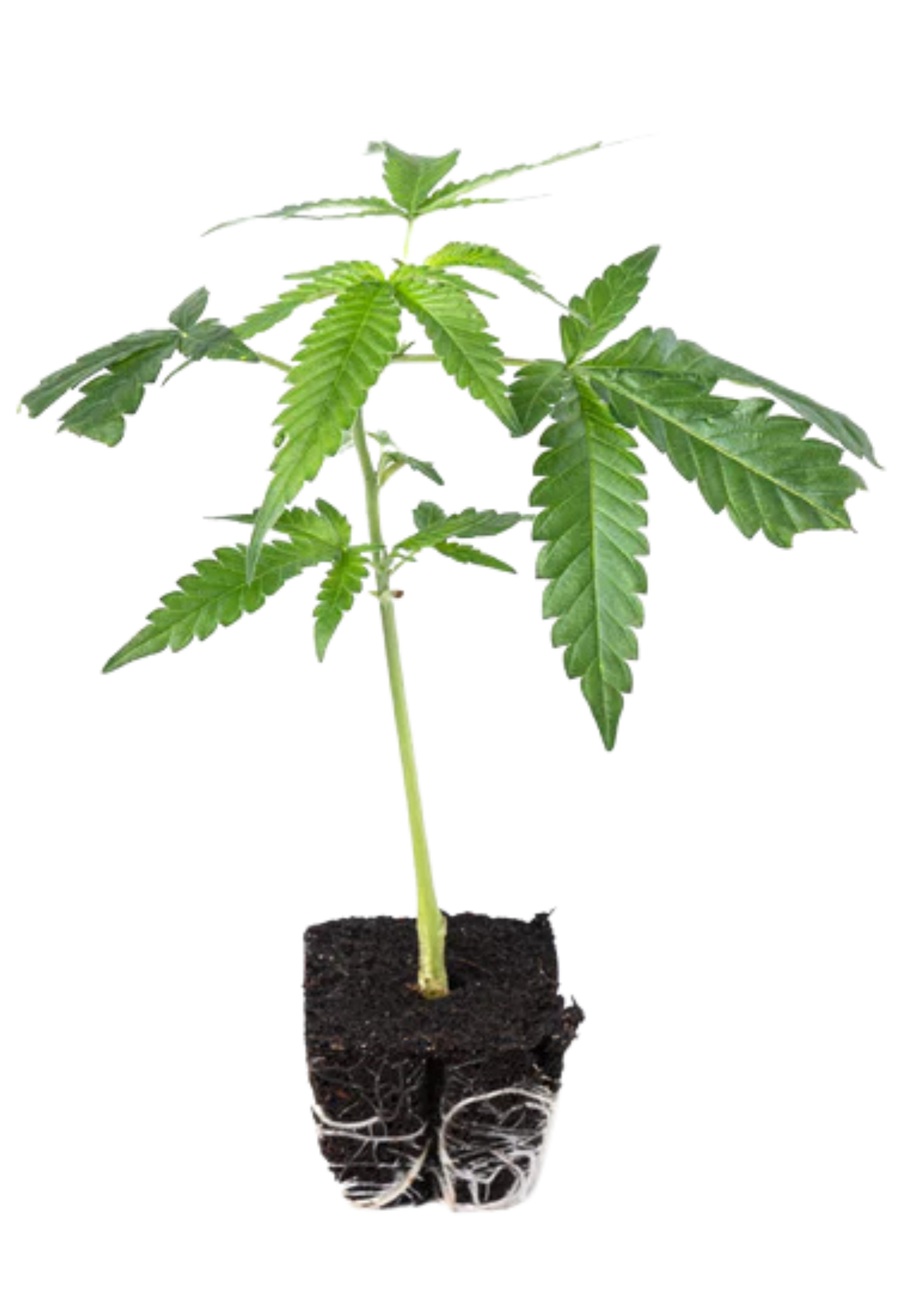 Pineapple Express - 420Strainz