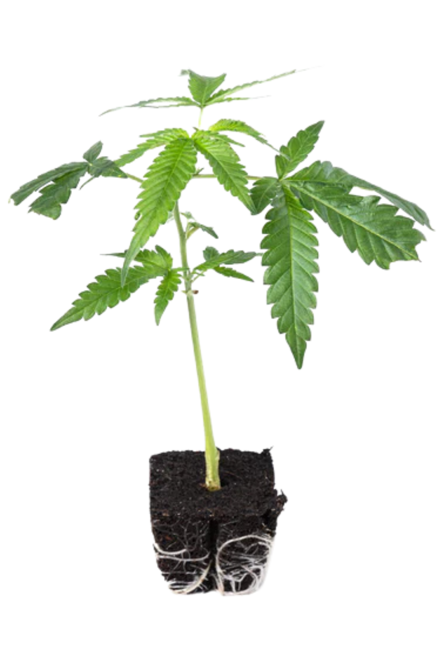 Pineapple Express - 420Strainz