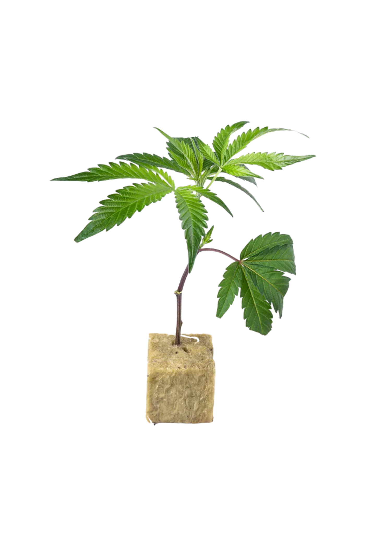 Royal Limez x Mac Daddy Cheese - 420Strainz