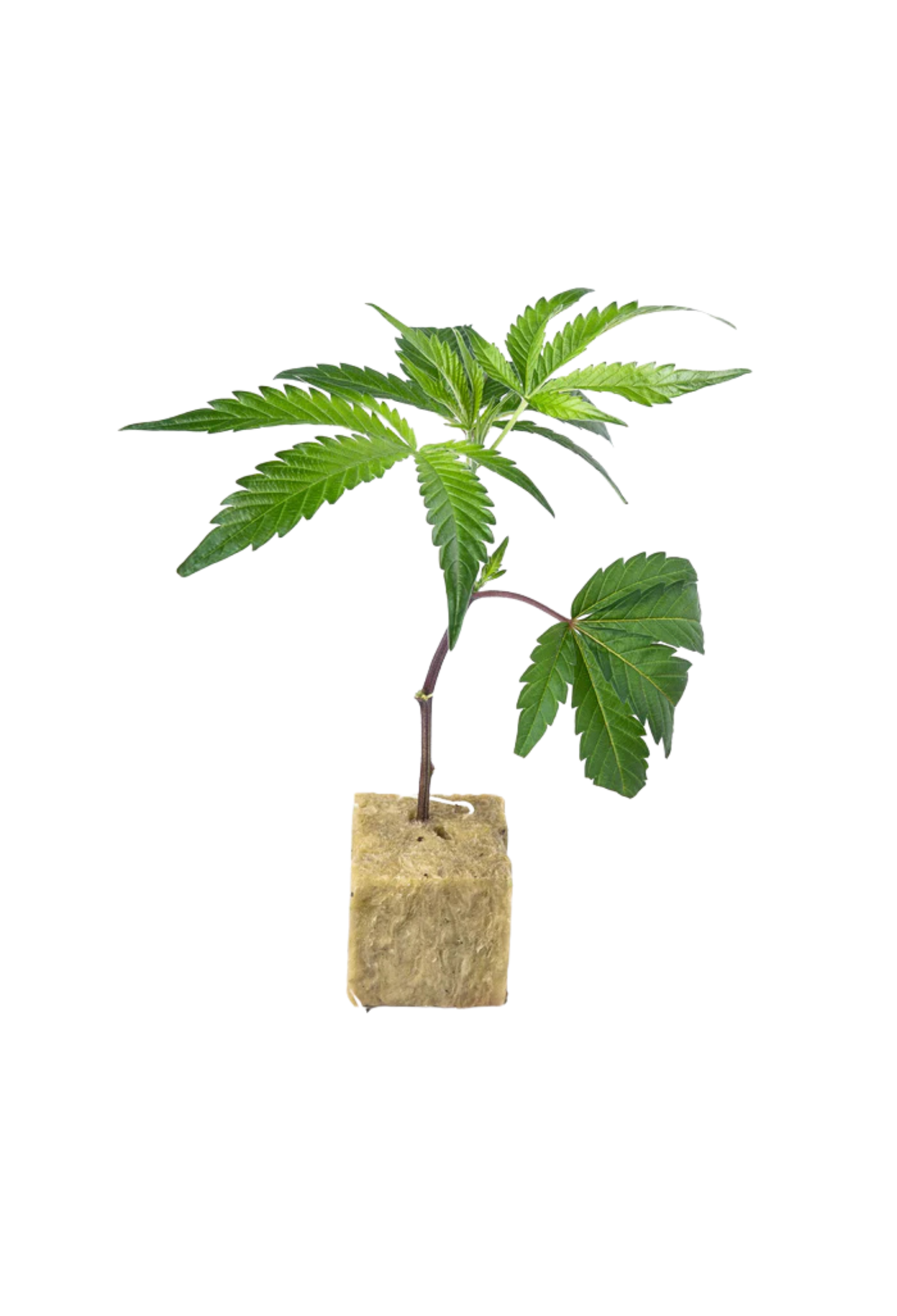 Royal Limez x Mac Daddy Cheese - 420Strainz