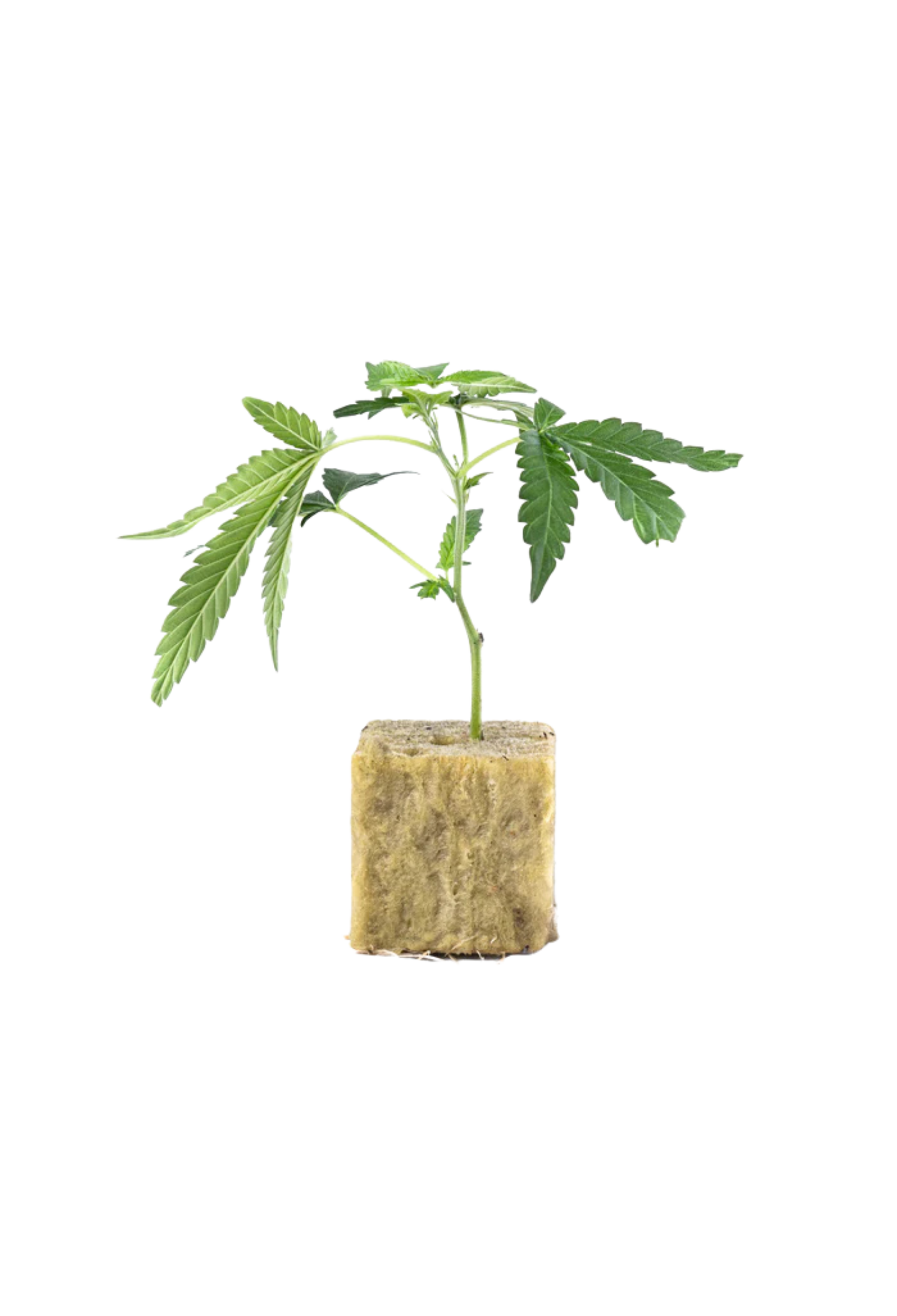 Syrup Sunset BC - 420Strainz