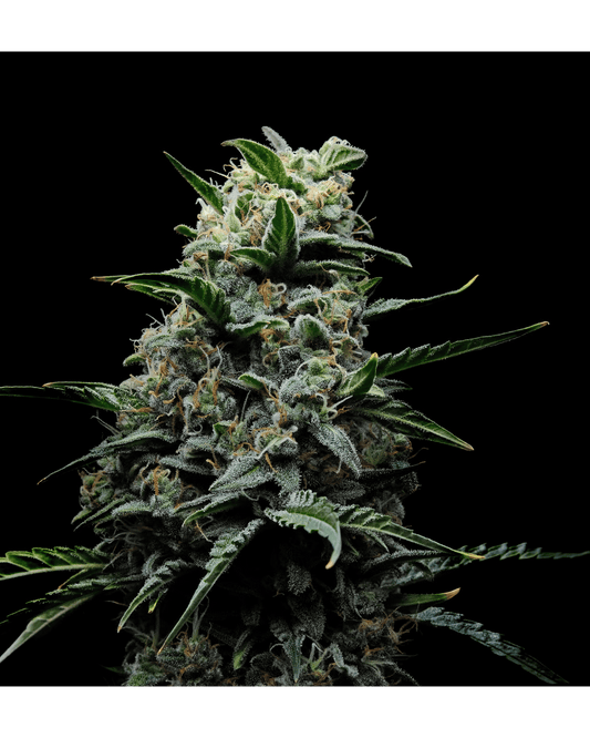 Animal Cookies x Hindu – 3 Feminisierte Seeds Pack - 420Strainz
