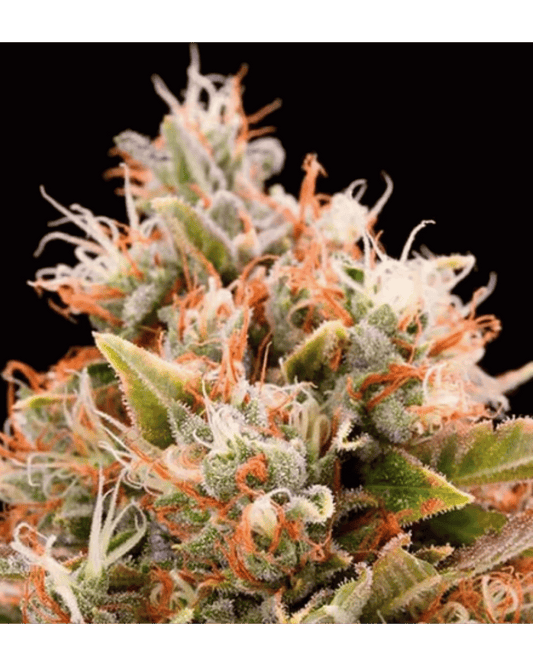Chem91 x Hindu – 3 Feminisierte Seeds Pack - 420Strainz