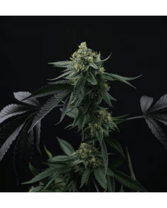 Lime 1 x Hindu – 3 Feminisierte Seeds Pack - 420Strainz