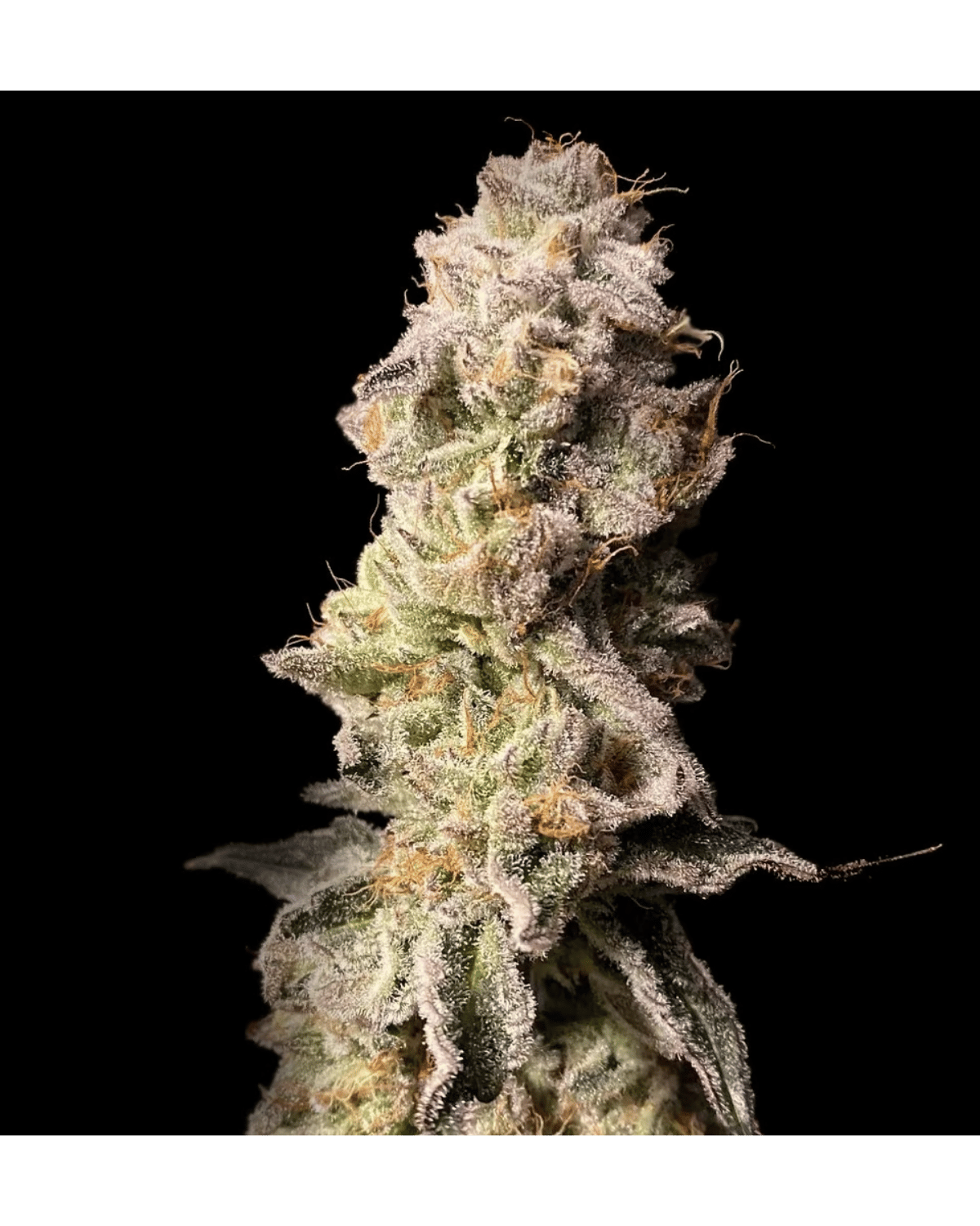 PK x Hindu – 3 Feminisierte Seeds Pack - 420Strainz